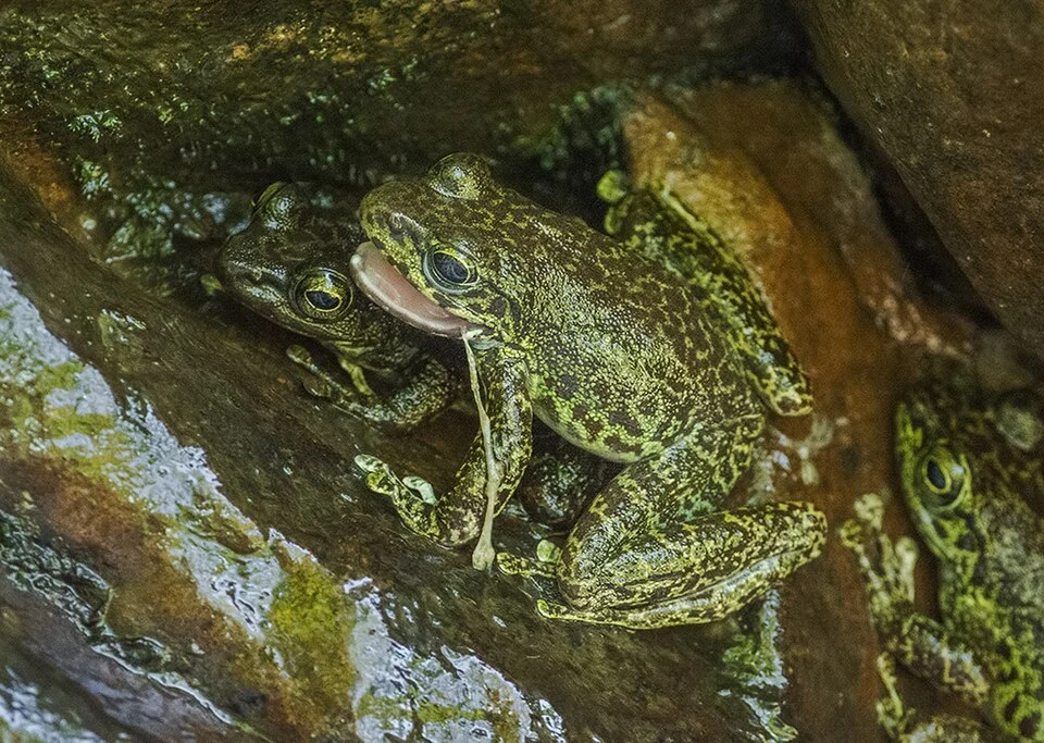 Assam cascade Frog, Amsoi RF, Assam, India by Rejaul Karim