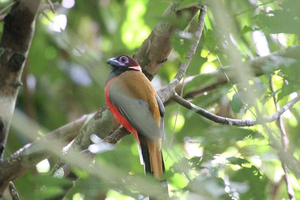 Halsbandtrogon in Sandakan / Borneo