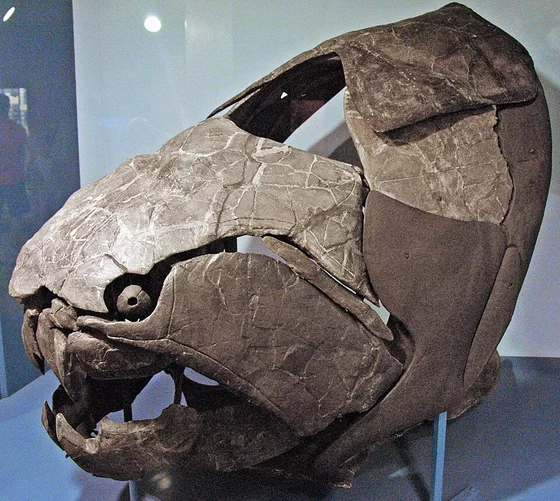 Dunkleosteus