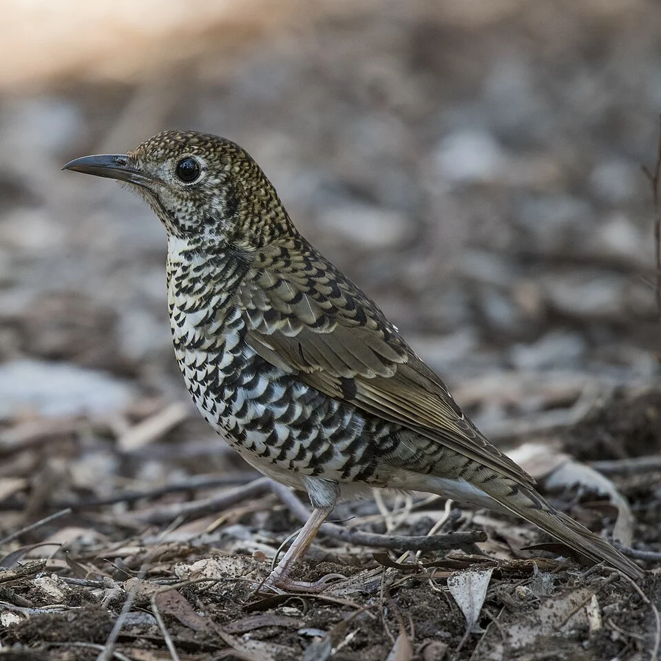Bassian thrush at Australian National Botanic Gardens, Canberra