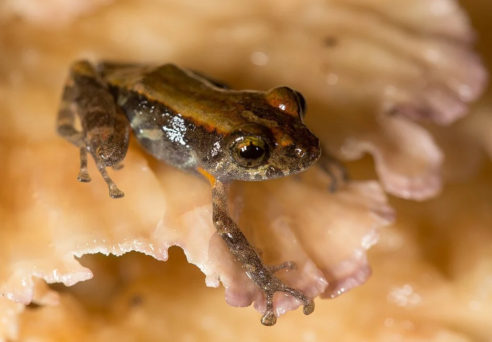 Marbled Rain Frog (Pristimantis ventrimarmoratus). Species of amphibian.