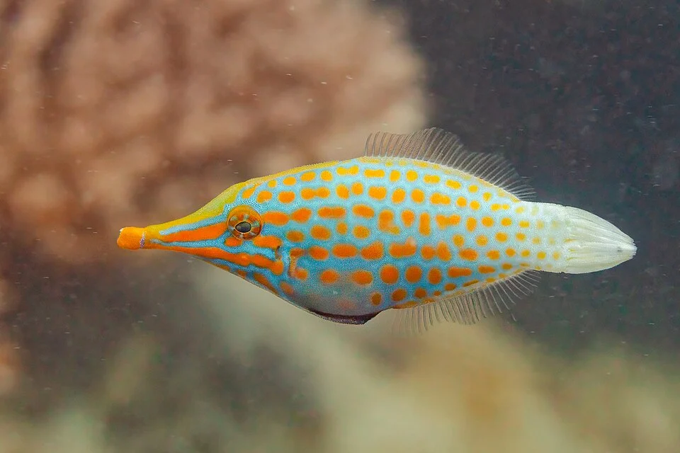 Orange spotted filefish (Oxymonacanthus longirostris), Zanzibar, Tanzania