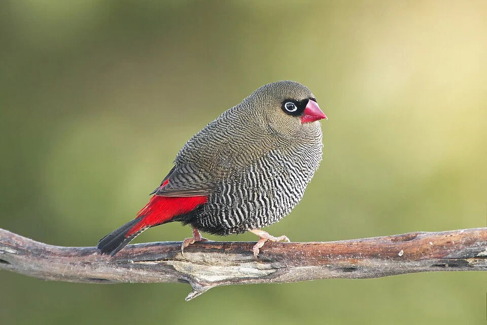 Beautiful firetail (Stagonopleura bella) male, Melaleuca, Southwest Conservation Area, Tasmania, Australia