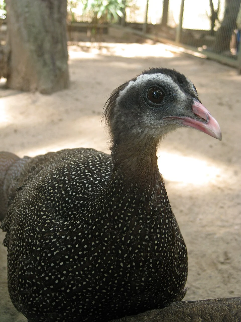 Rheinardia ocellata female, Saigon Zoo and Botanical Gardens.