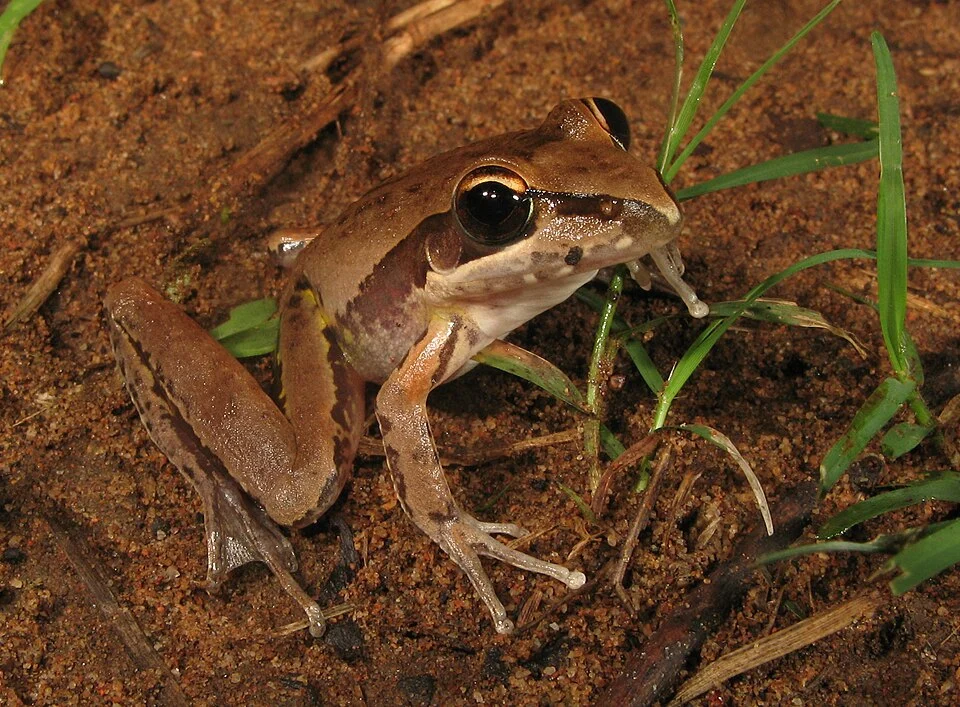 Watjulum frog (Litoria watjulumensis) from El Questro, the Kimberleys, Western Australia.