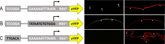 Experimental Nostoc punctiforme filaments in yellow reporter and red autofluorescence channels beside three promoter diagrams, Wegelius and colleagues’ 2018 figure 3