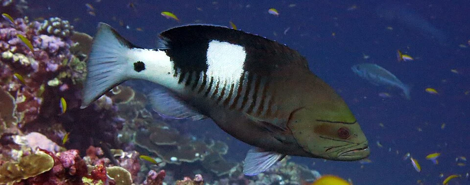 Masked grouper (Gracila albomarginata)
Image ID: corl0196, NOAA's Coral Kingdom Collection
Location: Pacific Remote Islands, Jarvis Island
Photo Date: 2015
Photographer: Kevin Lino NOAA/NMFS/PIFSC/ESD