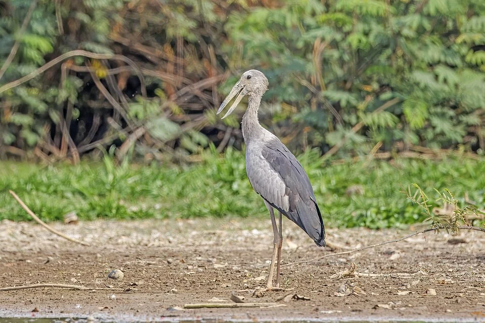 Asian openbill (Anastomus oscitans), Pearaing Biodiversity Conservation Center, Siem Reap, Cambodia