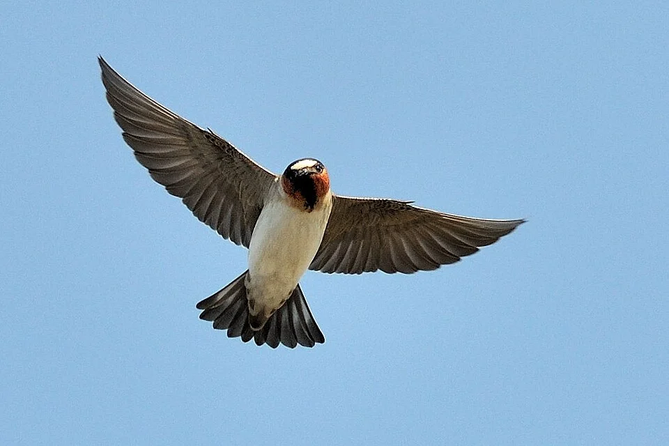 Cliff Swallow at the Palo Alto Baylands Nature Preserve, California, USA.