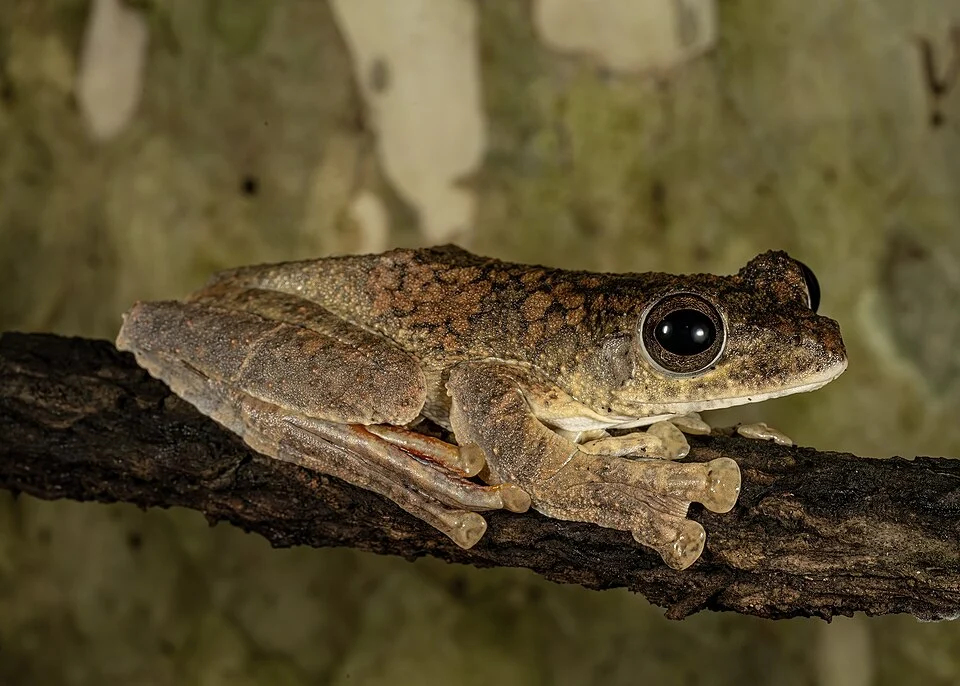 Rhacophorus annamensis