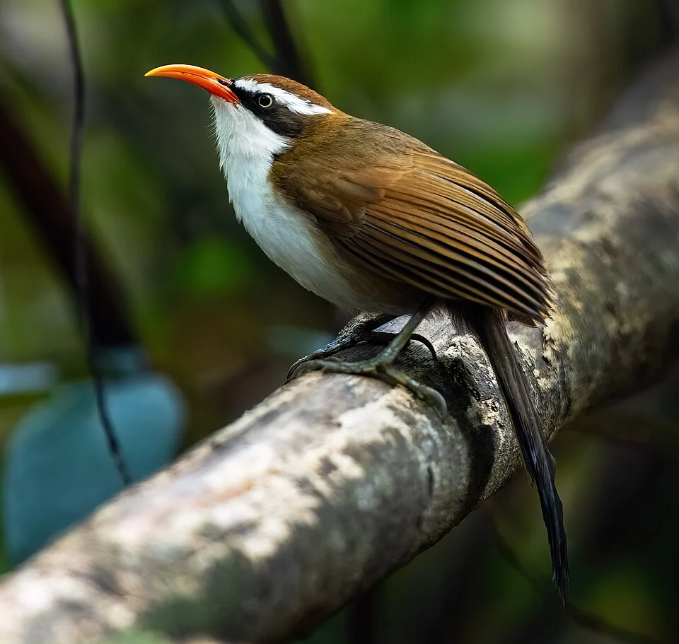 Red-billed Scimitar Babbler, Dalat