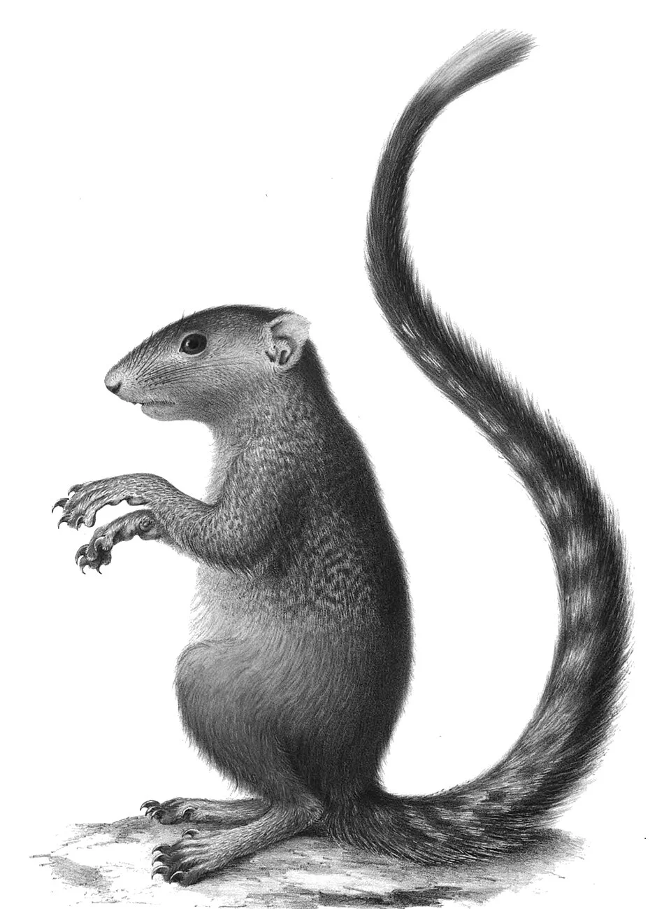 Drawing of Heliosciurus mutabilis, printed in Wilhelm Peters: Naturwissenschaftliche Reise nach Mossambique: auf Befehl seiner Majestät des Königs Friedrich Wilhelm IV in den Jahren 1842 bis 1848 ausgeführt. Berlin, 1852, pp. 1–205 (pl. 30)