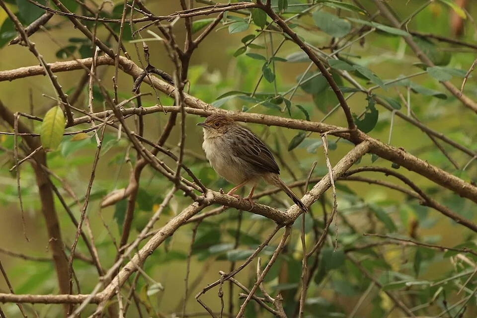 Cisticola distinctus, Rongai, Kenya, 2024-08-16 (iNaturalist).