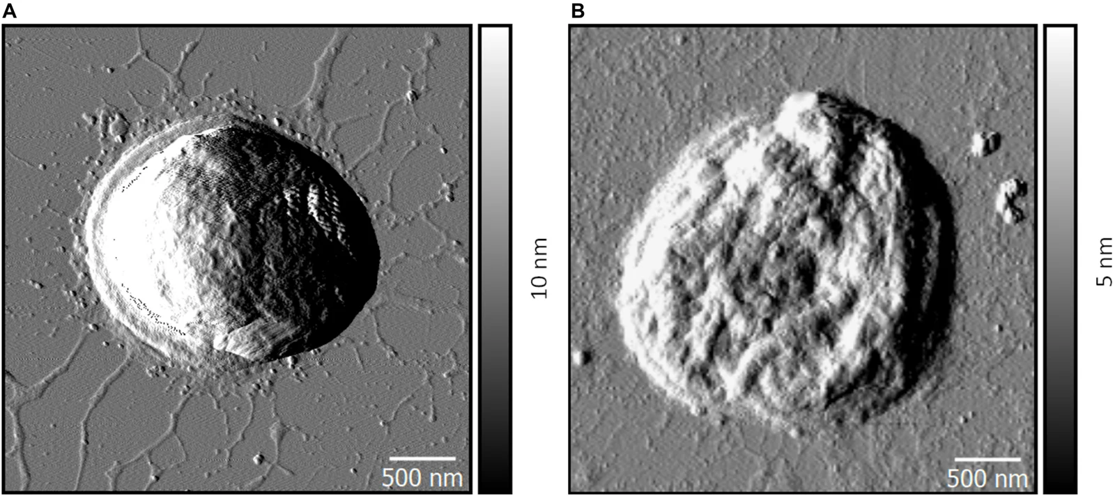 Atomic-force microscopy amplitude images of wild-type and ΔpilD* Synechocystis sp. PCC 6803 cells in Thirumurthy and colleagues’ 2020 figure 3