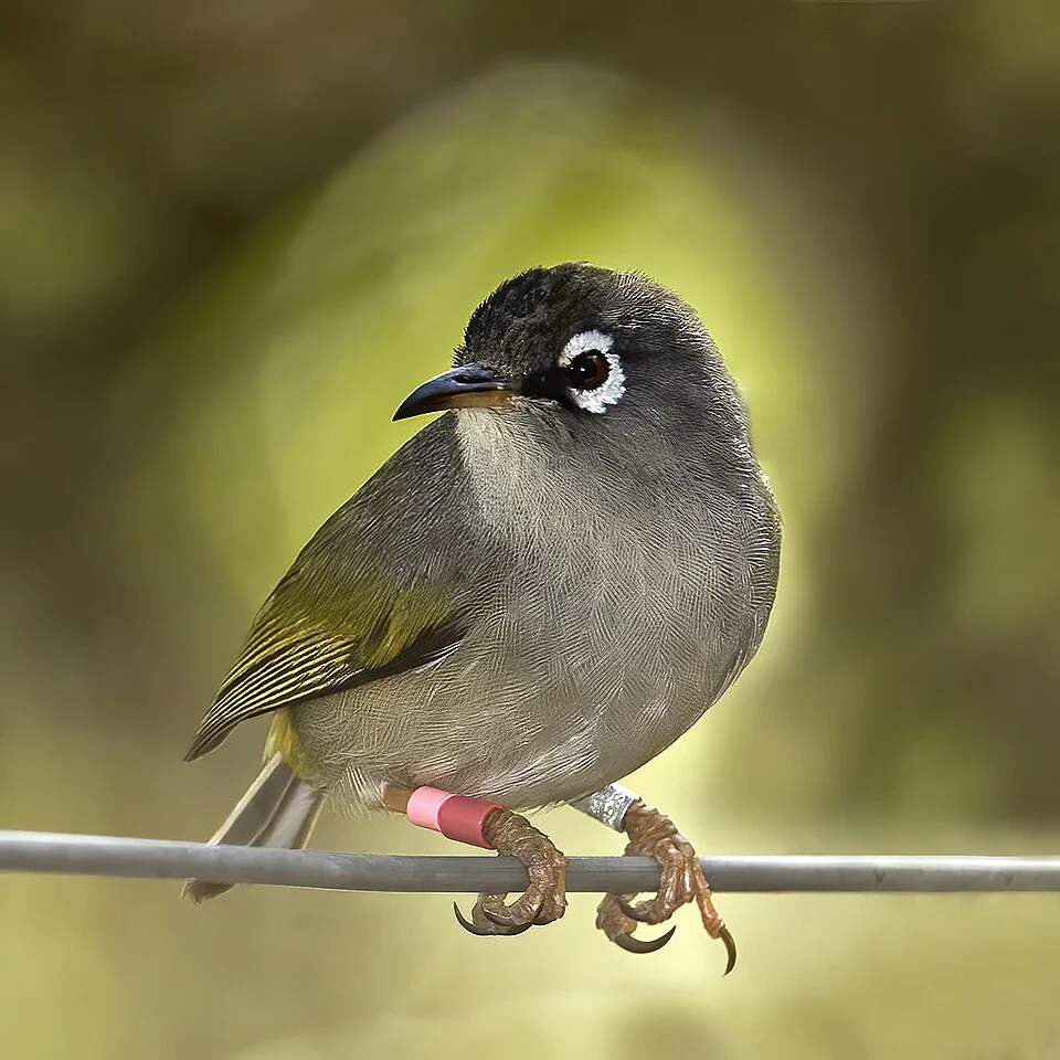Mauritius olive white-eye (Zosterops chloronothos), Île aux Aigrettes, Mauritius