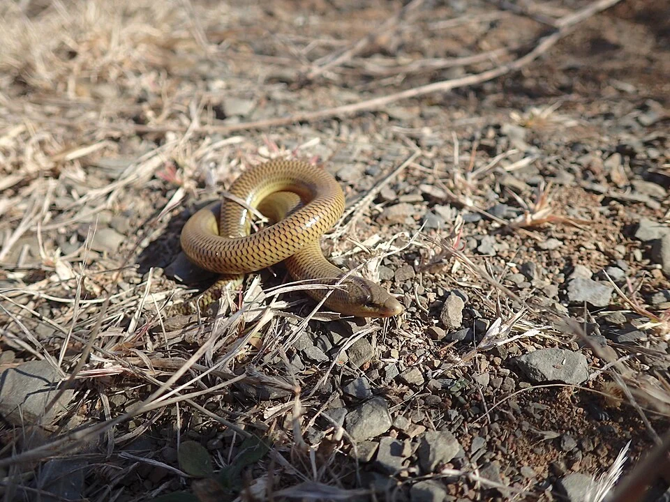 Thin-tailed Legless Skink (Acontias gracilicauda)
