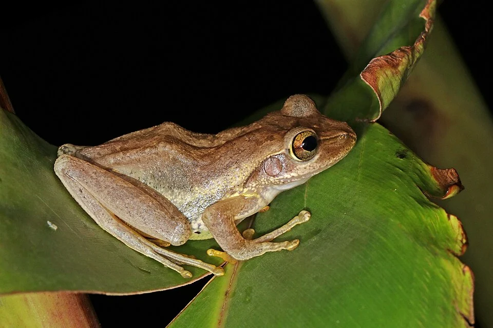 Dumeril's bright-eyed frog (Boophis tephraeomystax), Ranomafana National Park, Madagascar