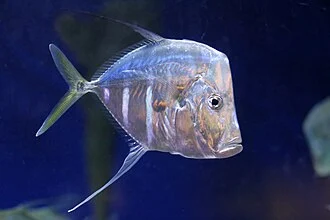 Taken at Newport (KY) aquarium.  Photo by Greg Hume
