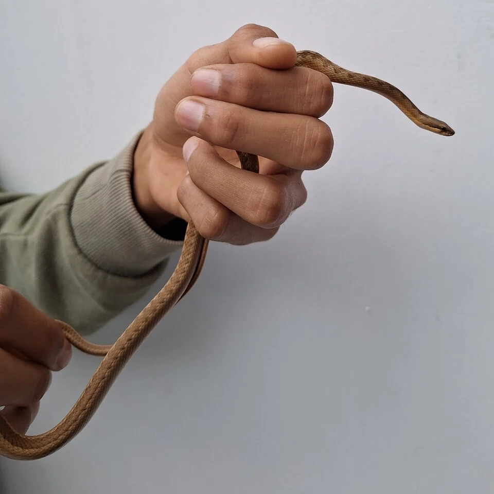 A South American Elegant Racer (Pseudalsophis elegans) being handled in La Libertad, Peru