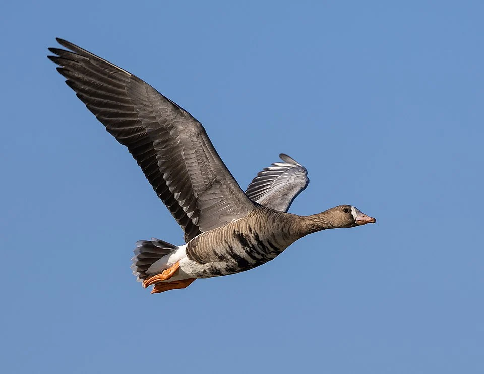 A greater white-fronted goose (Anser albifrons) in flight at the Llano Seco Unit of the Sacramento National Wildlife Refuge Complex in Butte County, California