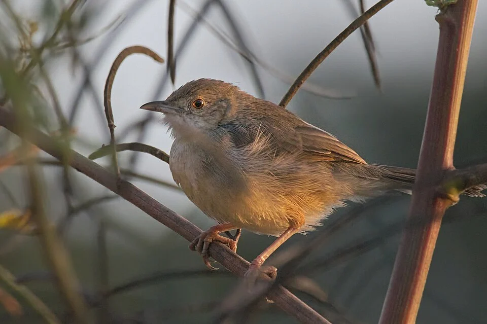 Bubbling Cisticola in a bush