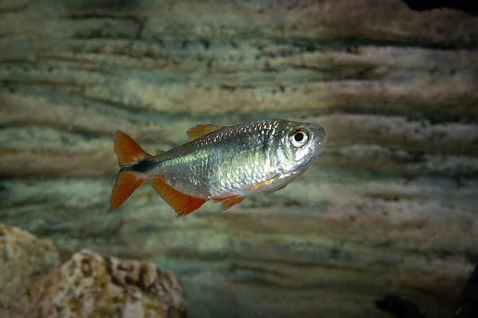 Yucatan Tetra, Astyanax altior Hubbs, 1936, Natural History Museum University of Pisa