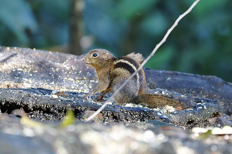 Lariscus hosei