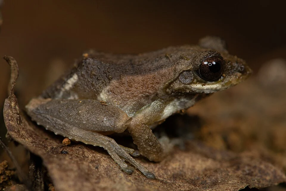 Kurixalus baliogaster in Lâm Đồng, Vietnam. Photo by Dmitry Ivanov. Original iNaturalist observation here: https://www.inaturalist.org/observations/346416223