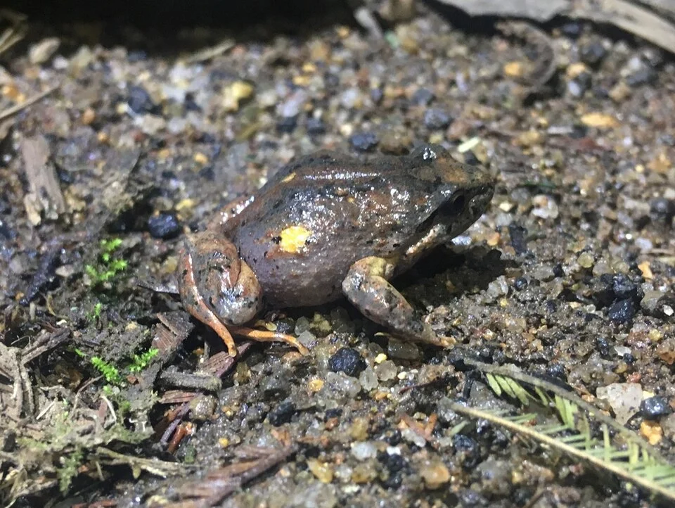 Geocrinia victoriana - Eastern Smooth Frog in Victoria, Australia. Photo by Donna Belder.  Original iNaturalist observation here: https://www.inaturalist.org/observations/211346233