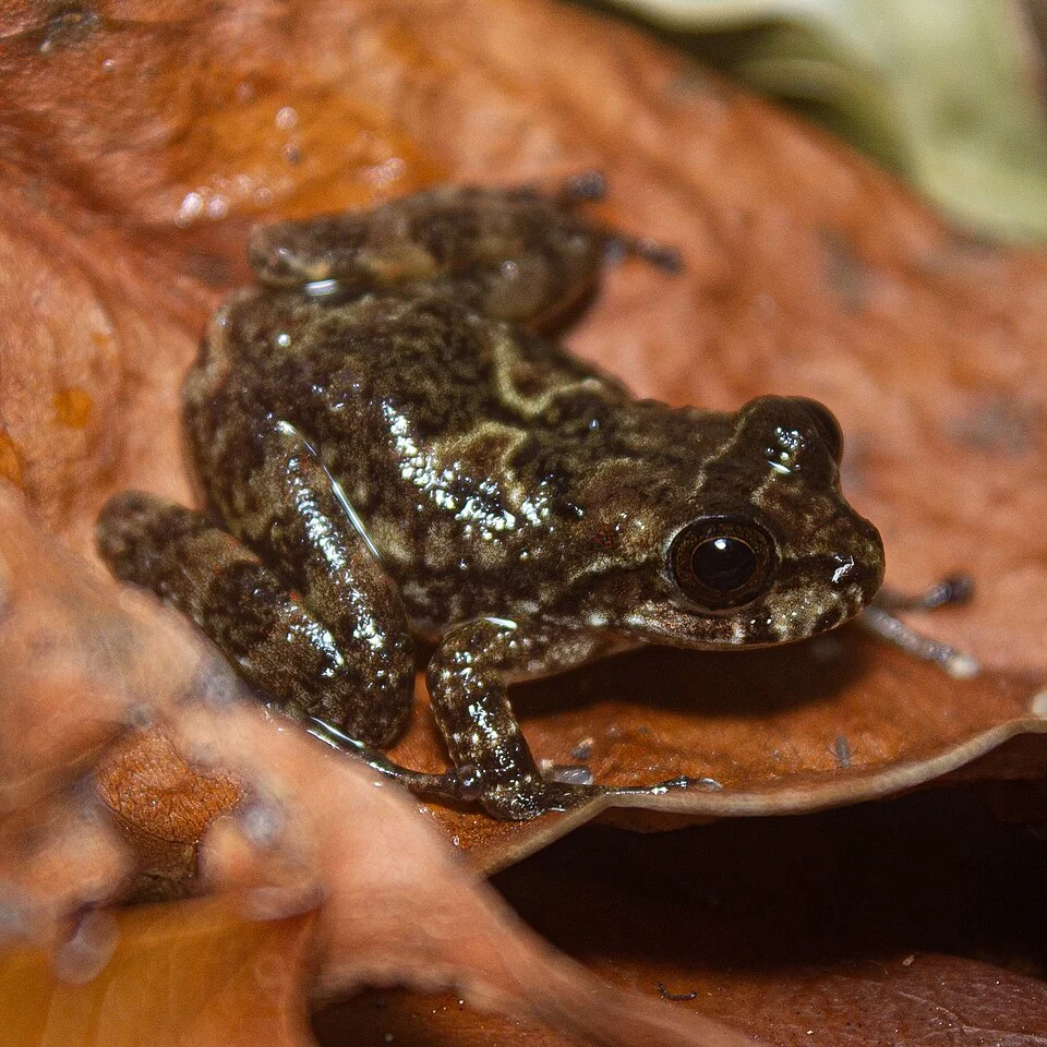 Cryptobatrachus boulengeri in Colombia