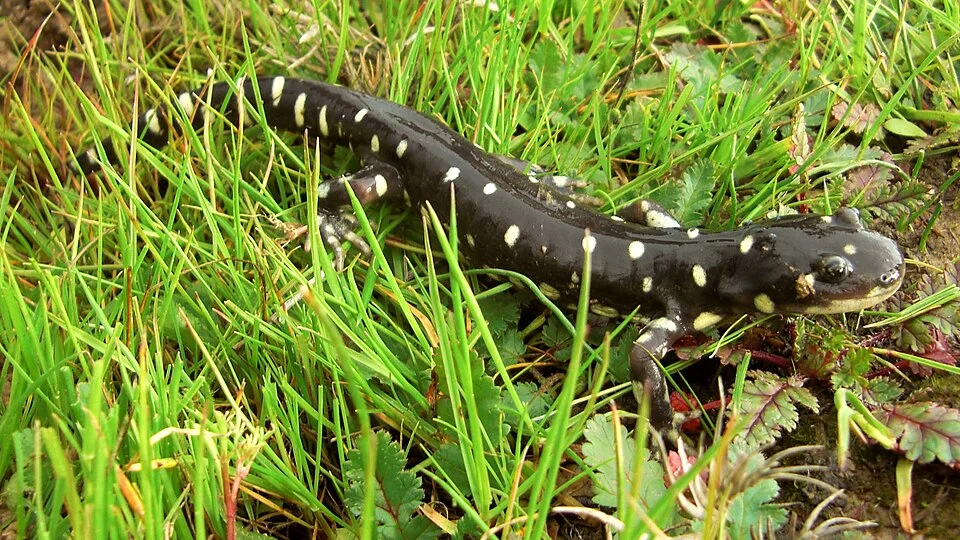 California Tiger Salamander (Ambystoma californiense) in the grass at the Jepson Prairie Preserve
