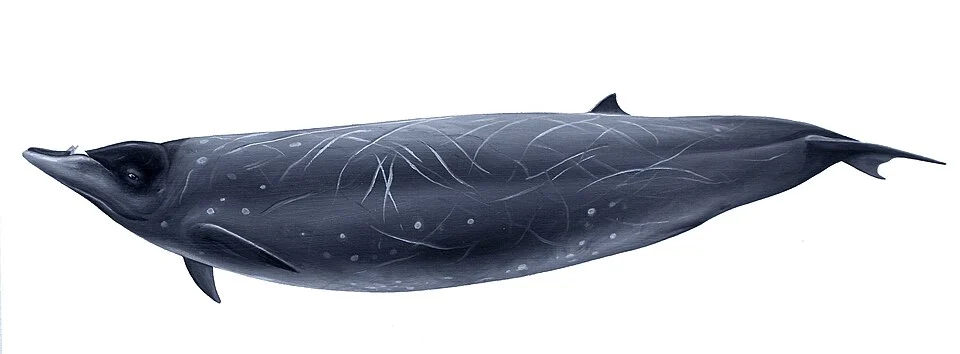 Mesoplodon stejnegeri (Stejneger's beaked whale), oil on paper