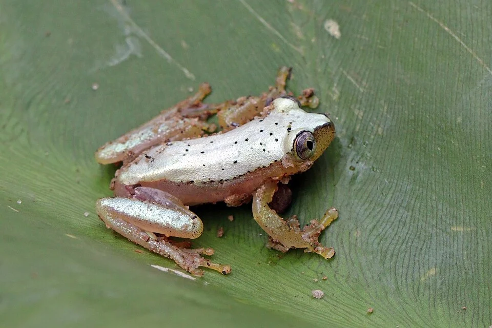 Madagascar reed frog (Heterixalus punctatus) Mantadia National Park, Madagascar