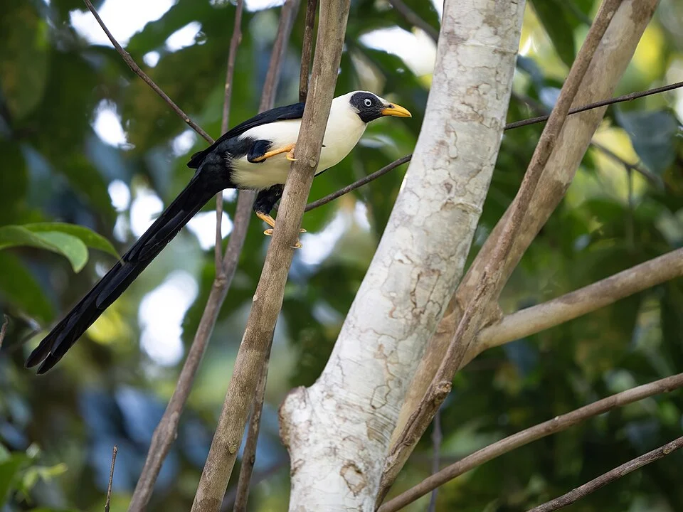 Streptocitta albertinae, Maluku Utara, ID, 2025-10-18 (iNaturalist).