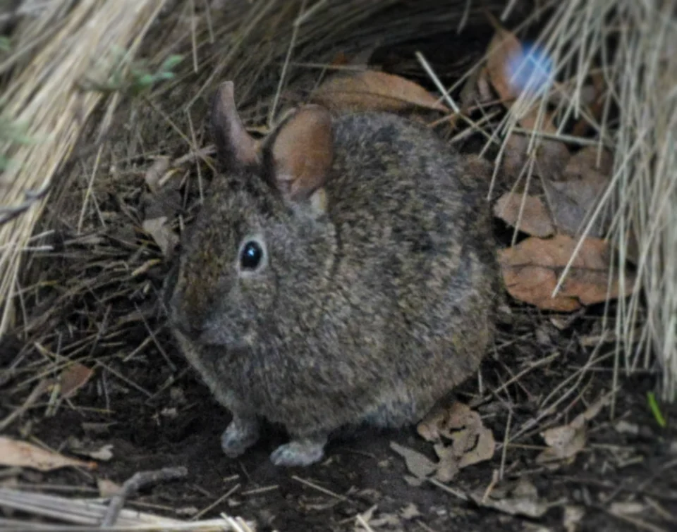 Volcano rabbit (Romerolagus diazi), also known as teporingo or zacatuche, is a small rabbit that resides in the mountains of Mexico. Chapultepec Zoo, Mexico City. Retouched to improve contrast.