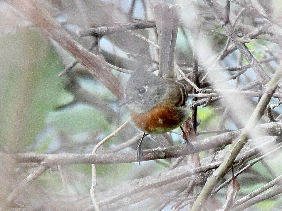 Belted Flycatcher (Xenotriccus callizonus)