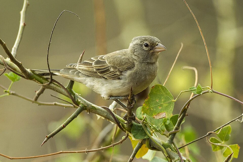 Yellow-spotted Petronia - Kenya_S4E5165