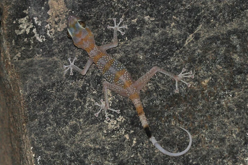 Asaccus gardeneri from Al Hajjar mountains, UAE