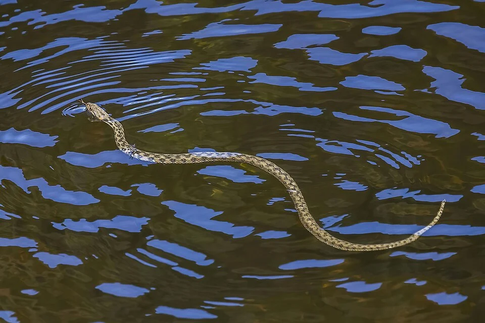 Viperine water snake (Natrix maura), Extremadura, Spain