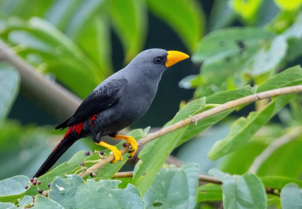 Grosbeak Starling Scissirostrum dubium, Pinasungkulan, North Sulawesi, Indonesia