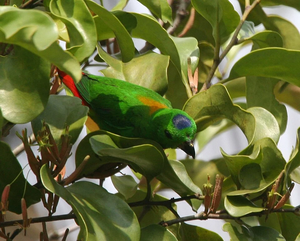 Blue-crowned Hanging Parrot (Loriculus galgulus). Male in a garden, Merryn Road, Singapore. It is feeding on a fruiting fig plant growing on the Coffee tree. Later Parks & Recreations came and chopped off the branches with the figs during a pruning exercise and the family stopped dropping by for a meal.