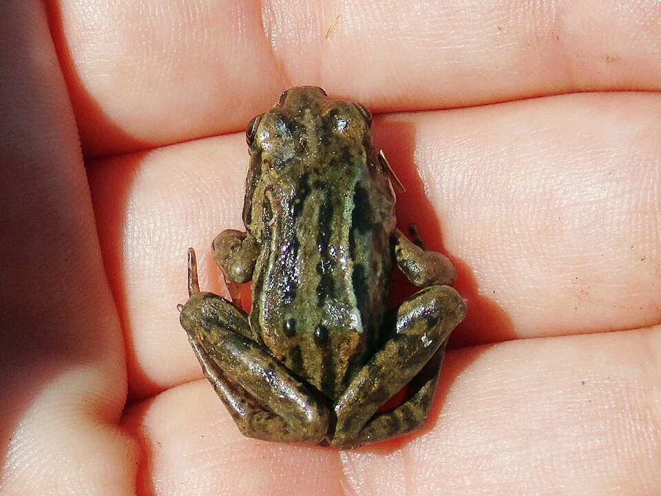 Photo of Central Asian Frog uploaded from iNaturalist.