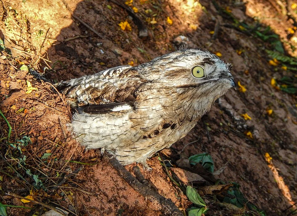 Potoo bird photograph, contextual reference for the Ayaymama tale