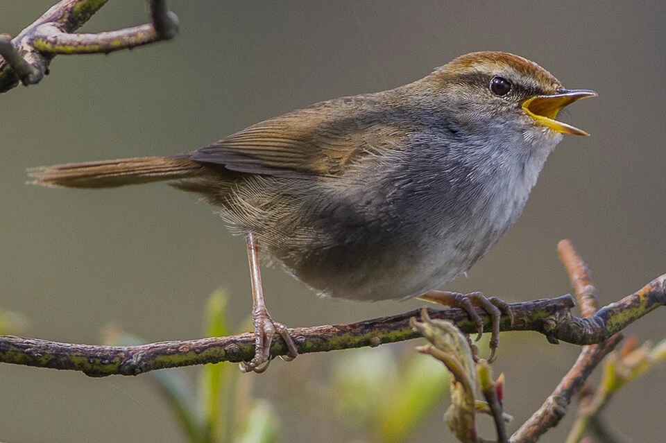The species Grey-sided Bush Warbler has been photographed from Sikkim, India during the bird photo trip in the month of May at Zuluk.