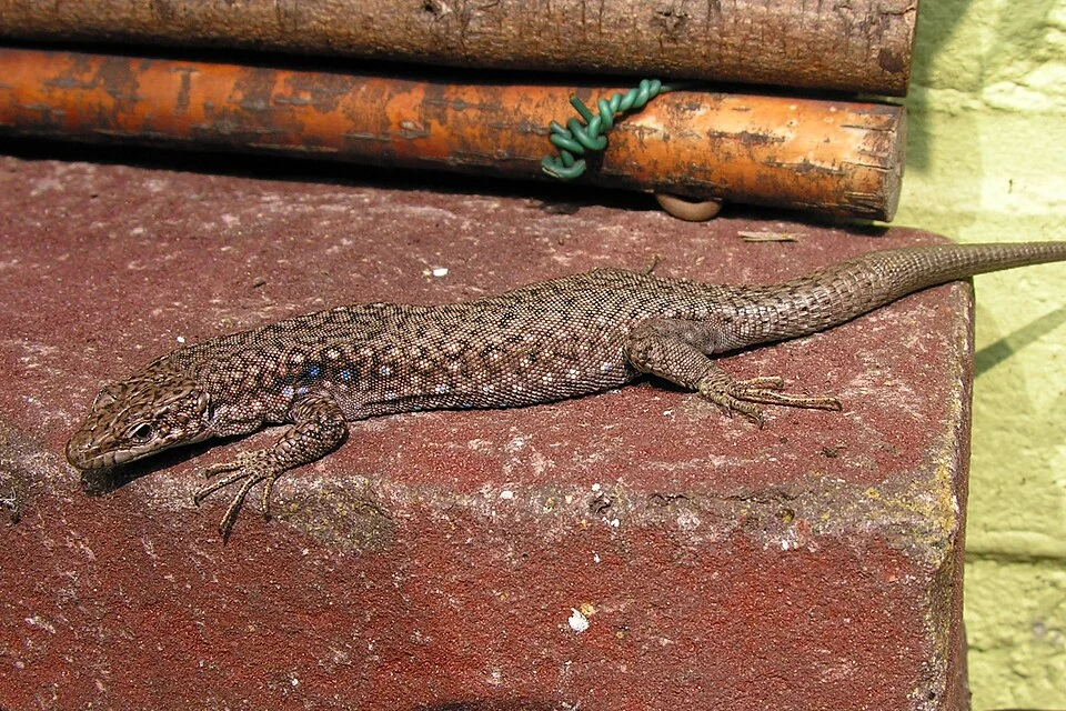 sunning Darevskia unisexualis