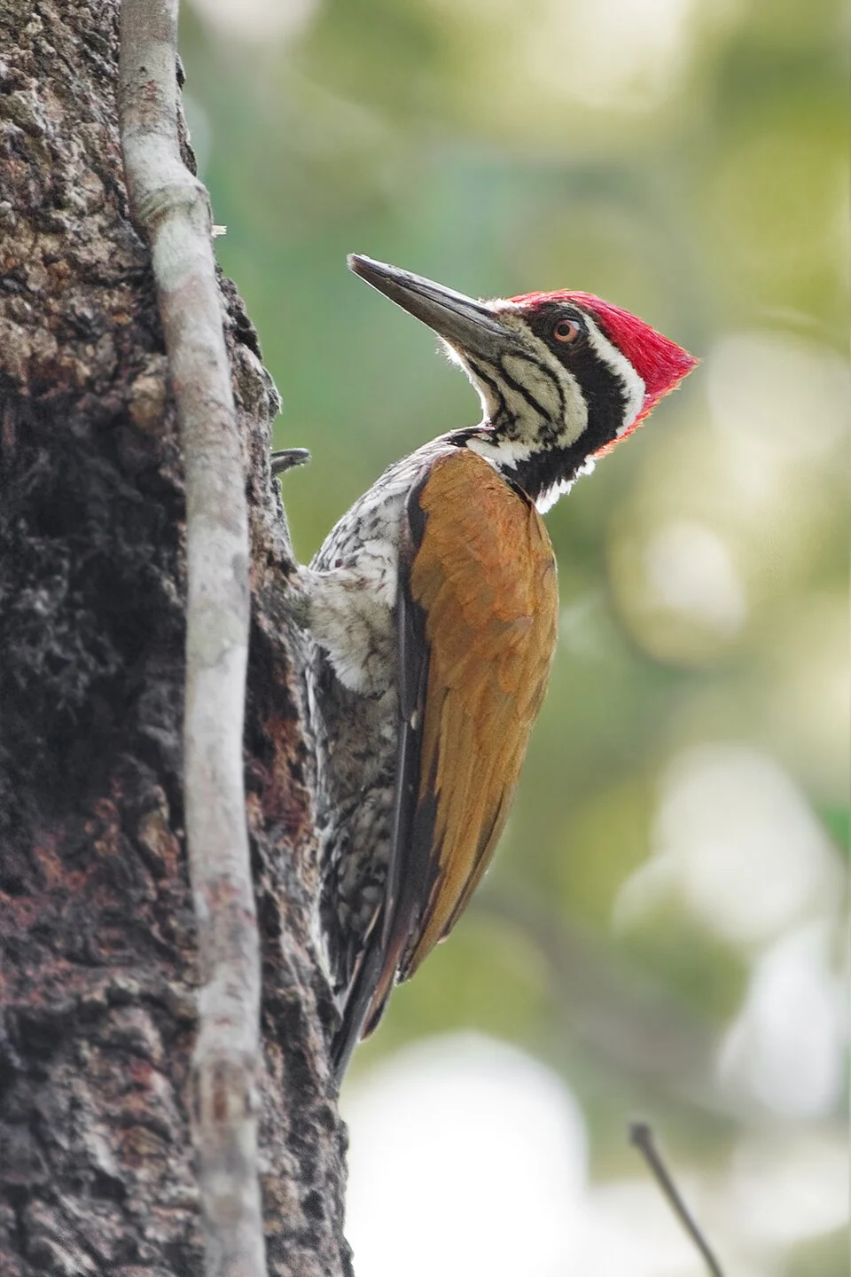 Greater Flameback (Chrysocolaptes guttacristatus), Kaeng Krachan, Phetchaburi, Thailand