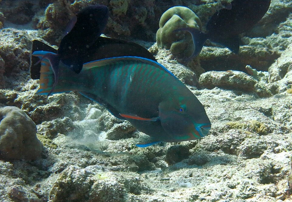 Un poisson-perroquet Scarus russelii en phase initiale (femelle) aux Maldives (atoll de Baa).