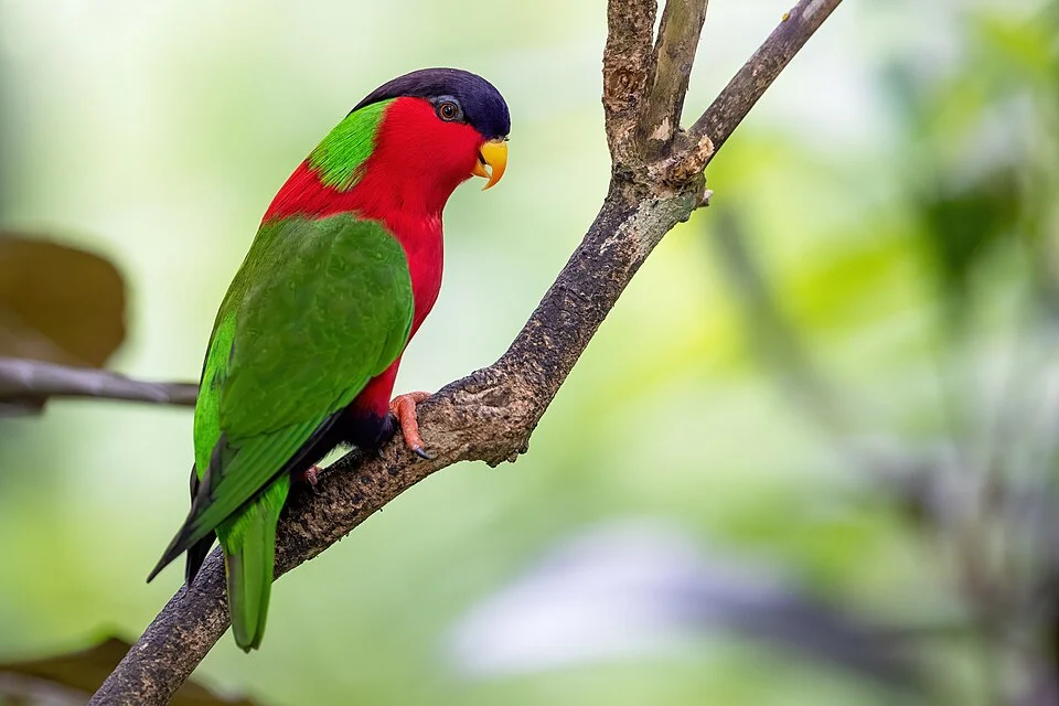 Collared Lory, Colo-i-suva