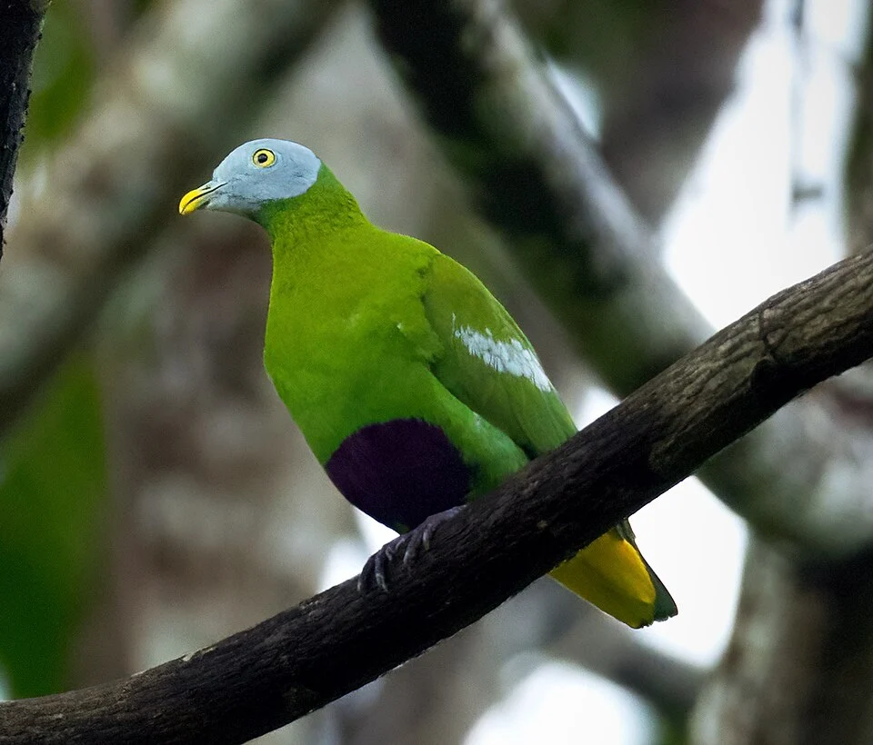 Grey-headed Fruit-Dove