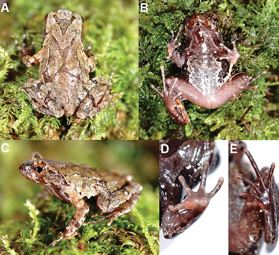Photos of the holotype CIBQY20200726001 of Megophrys baishanzuensis sp. nov. in life A dorsal view B ventral view C lateral view D ventral view of hand E ventral view of foot.